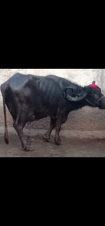 ભેંસ વેચવાનું છે