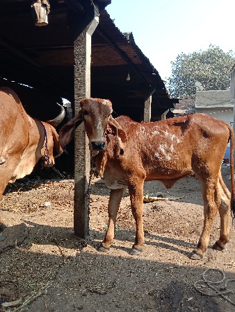 थंबनेल 2