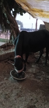 ગાય વેચવાની છે