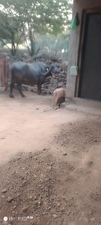 ભેસ વેશવાની છે