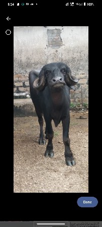 ઓરીજનલ જાફરાબાદી ખડાય વેચવાની છે