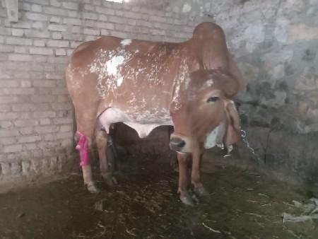 થંબનેલ 3