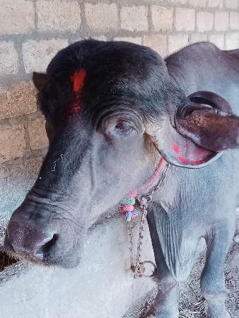 આ ભેંસ વેચવાની