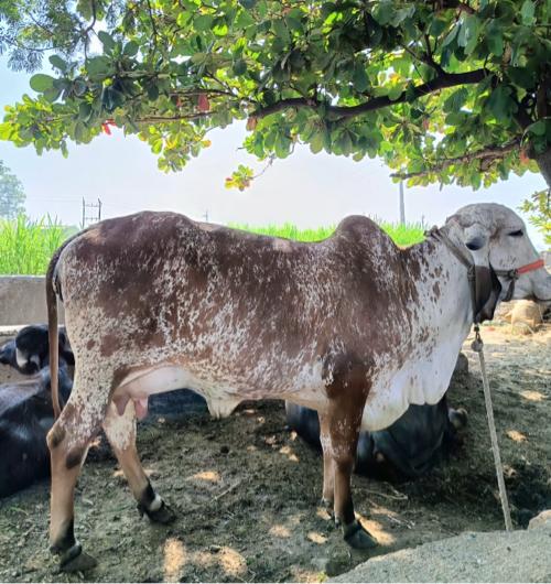 थंबनेल 3