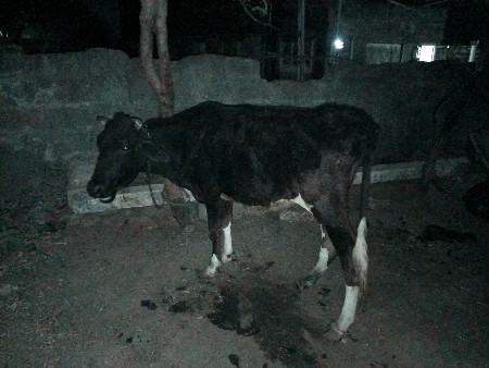 એચ એફ ઓડકી વેચવાની છે અઢી વર્ષની