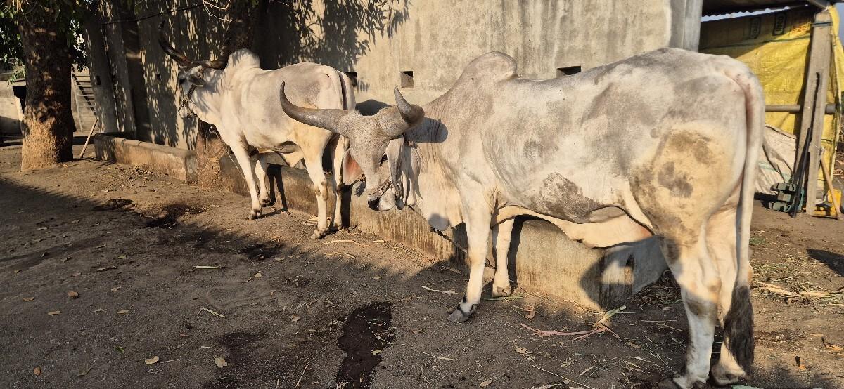 थंबनेल 2