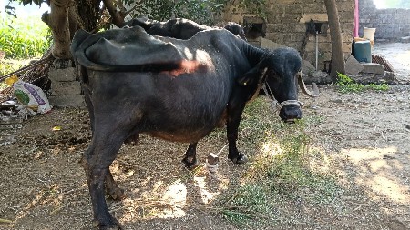 थंबनेल 3