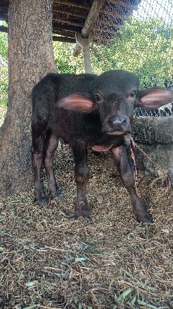 પાડા સાટે પાડી લેવાની છે