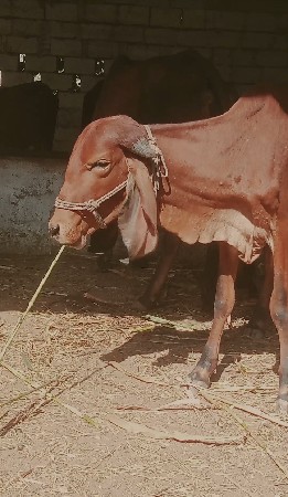 थंबनेल 2