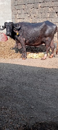 થંબનેલ 2