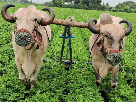 badad vechvana se 4 dhar na