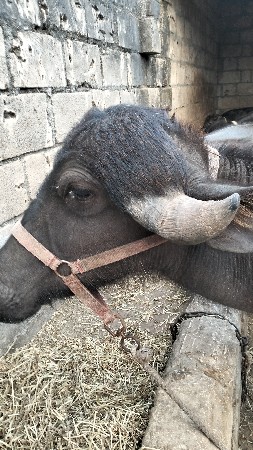 પાડી જાતવન જાફરાબાદી