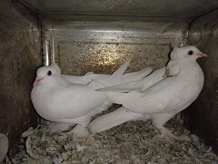 थंबनेल 2