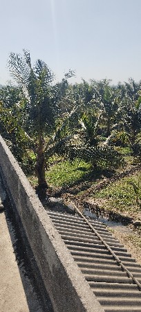 નારિયેળી.નો.બગીચો.વેચવાનો.છે