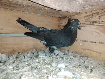 થંબનેલ 2