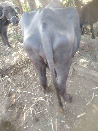 थंबनेल 3