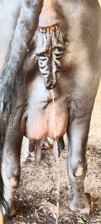 ભેંસ વેચવાની છે