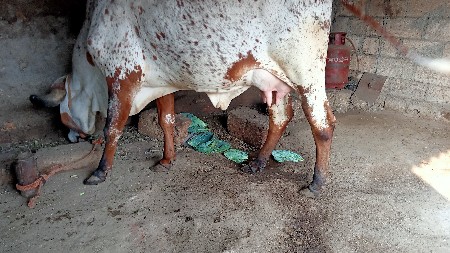 ગાય વેચવાની છે