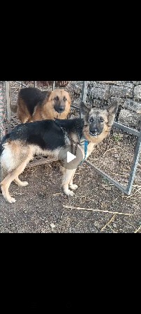 જર્મન સેફળ મેલ ને ફિમેલ