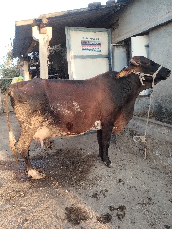 વેચવાની છે