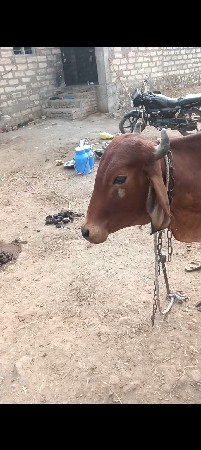 થંબનેલ 3