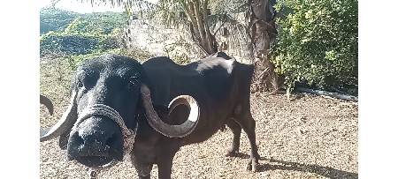 ભેંશ વેચાવા છે 3 વેતર વિયાણિ