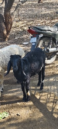 6 ઘેટા વેચવાના છે