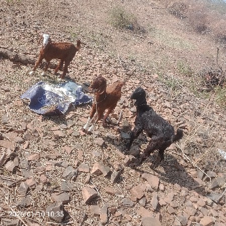 બકરી ૩ સે વેસવાની