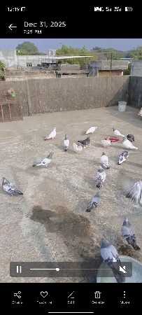 સેલ કબુતર ફુલ ઉડાન કબુતર