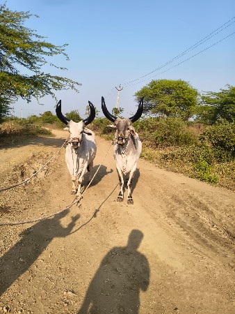 ગોઢલા વેચવાના છે