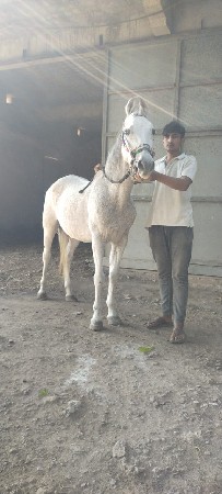 વેશવાની છે