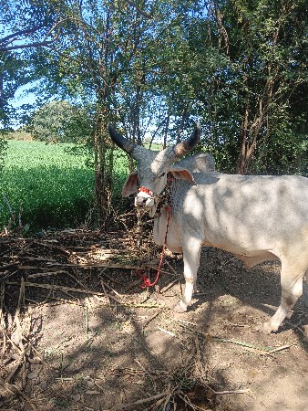 थंबनेल 3