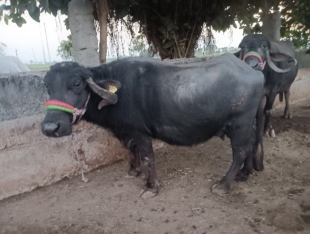 થંબનેલ 2