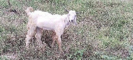 બકરો વેચવાનો છે