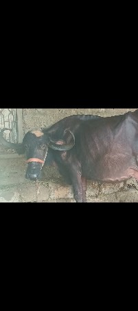 ત્રણ ભેંસ વેચવાની છે