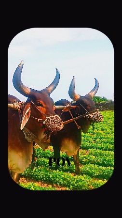 થંબનેલ 2