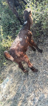 બોકડા વેચવાના છે