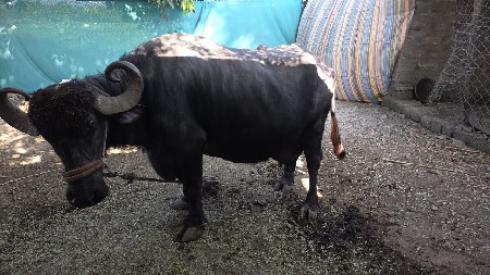 થંબનેલ 3