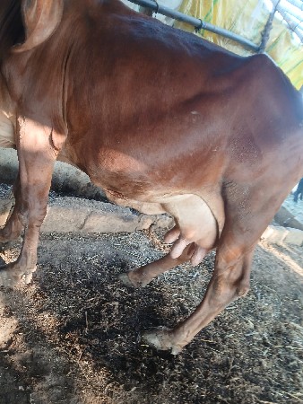 थंबनेल 3