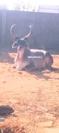 અસલ વઢિયારો (કાંકરેજ) એકજ