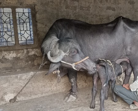 ભેંસ વેચવાની છે