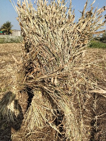 જુવાર નિ નીરણ વેસવાની સે