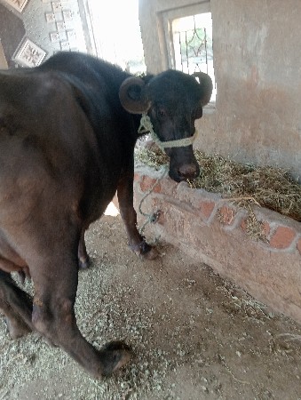 ખડેલી વેચવાની છે