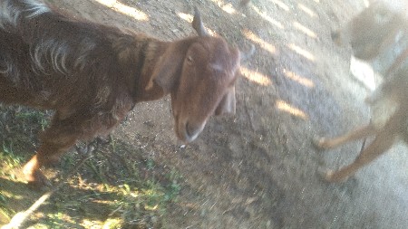 3 બકરી વેચવા ની છે