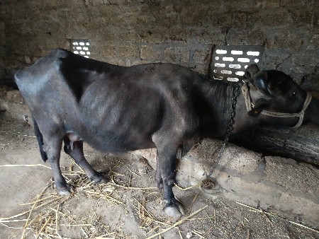 ભેંસ વેચવાની છે