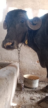 ભેંશ વેચવા ની છે