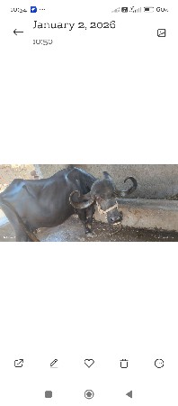 ભેસ વેસવાની સે 10 દીવસ ની કાસી