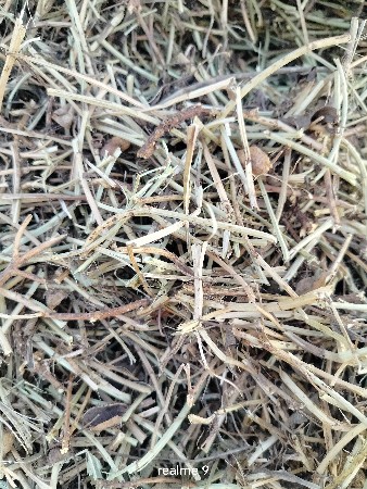 માંડવીનો ભૂકો વેચવા નો છે