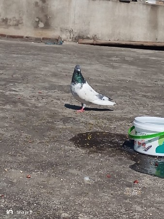 थंबनेल 2