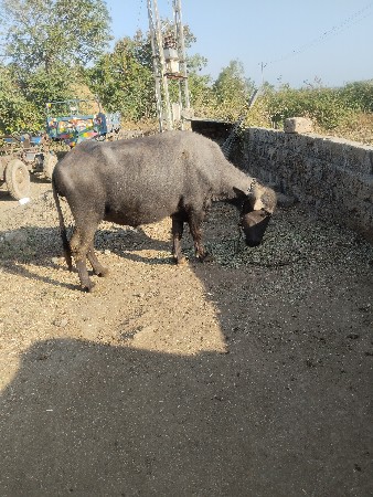 થંબનેલ 3